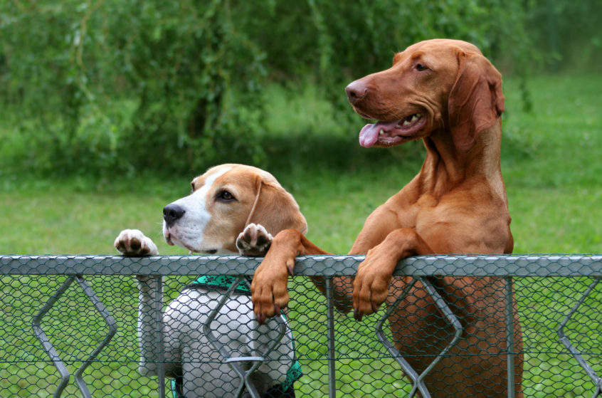 dog fencing